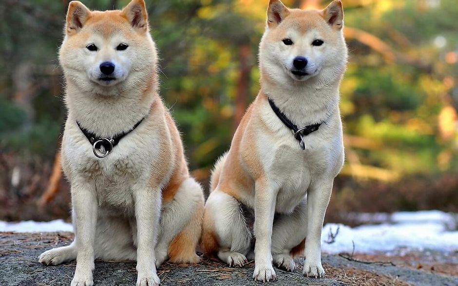 Акіта-іну - японська благородна і велика порода собак