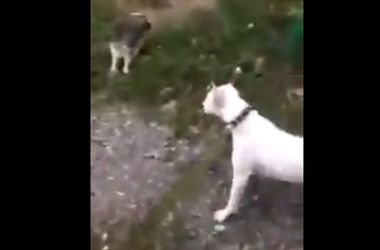 27 жовтня 2016, 10:27 Переглядів:   У Харкові зняли на відео, як пес розірвав кошеня