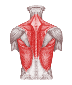 М'язи спини відповідають за рух хребта, ніг, рук і голови