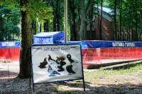 У Гомельському парку недалеко від Зимового саду працює виставка голубів гомельчанин Володимира Гомана «Символ миру і любові»