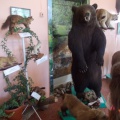 Екскурсія в музей природи   Метою даної екскурсії було познайомити дітей з особливостями диких тварин, різновидів птахів мешкають в рідному краї