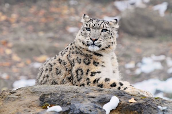 Сніговий барс (ірбіс; латинські назви - Uncia uncia і Panthera uncia) - ссавець з сімейства котячих, що мешкає в гірських масивах Центральної Азії