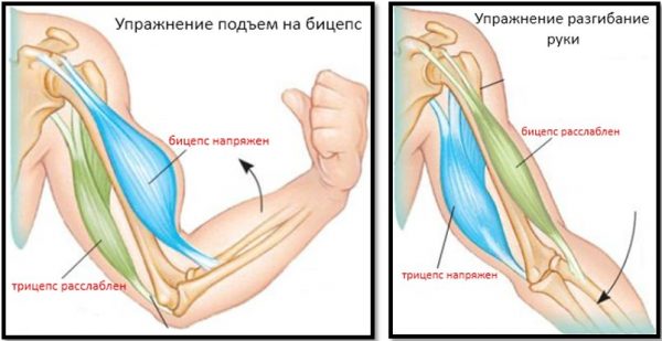 біцепс - бере участь в процесі згинання рук в ліктях;   плечі - за рахунок шарнірного кріплення здійснюються обертання руками в різних положеннях;   трицепс - задіюється при розгинанні руки