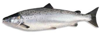 Сьомга (Salmo Salar або Лосось атлантичний) - велика хижа риба, що живе на півночі атлантичного океану