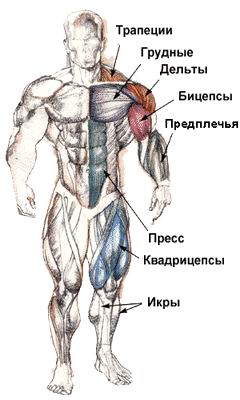 При виконанні максимально сильного удару використовується не тільки міць кулака, а й маса всього тіла, для цього необхідно робити вправи на поліпшення м'язової маси тіла, розвивати м'язи грудей і рук, спини і ніг,   косих м'язів преса